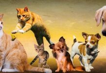 Jakie psy najlepiej pływają? Jakie psy najlepiej pływają?