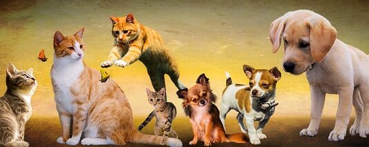 Jakie psy najlepiej pływają?