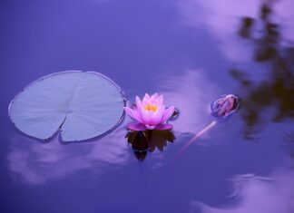 Czego nie wolno jeść przy chorych stawach?