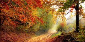 O jakiej porze dnia najlepiej jeść orzechy?