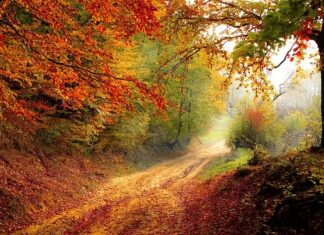 O jakiej porze dnia najlepiej jeść orzechy?