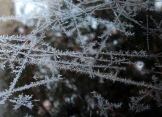Czy można mrozić bekon? Czy można mrozić bekon?