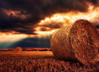 Co lepsze do budy słoma czy siano?