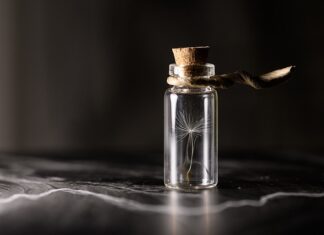 Kiedy sadzimy sadzonki żurawiny? Kiedy sadzimy sadzonki żurawiny?