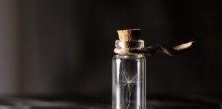 Ile kosztuje sadzonka moreli?