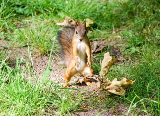 Co zrobić ze starymi orzechami włoskimi?