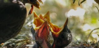 Ile razy dziennie karmić ptaki?