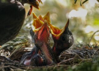 Ile razy dziennie karmić ptaki?