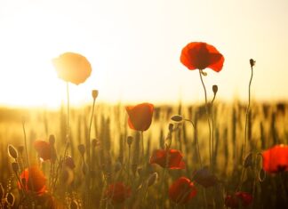 Ile mąki na biszkopt z 5 jajek?