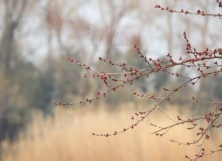 Jakie drzewo obok brzoskwini?