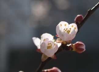 Czy z pestki moreli można wyhodować drzewko?
