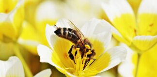 Jak Przyrzadzic dobrą jajecznicę?