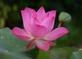 Jak jest po angielsku Morela?