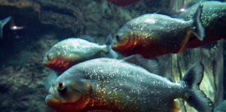 Czym żywią się piranie?