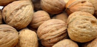 Jak wyhodować orzecha z orzecha?