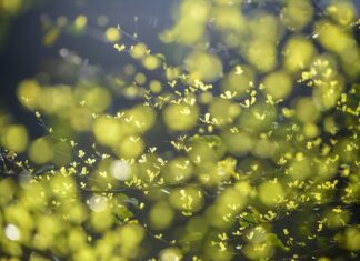 Jak długo kiełkuje orzech?