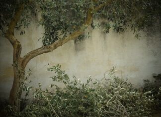 Jak przycinanie moreli po posadzeniu?