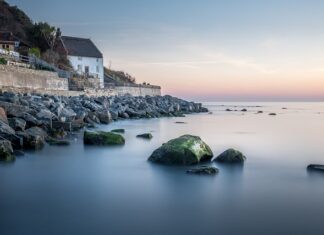 Jak pies widzi obraz w telewizorze?