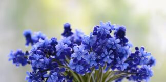 W jakim miejscu posadzić winogron?