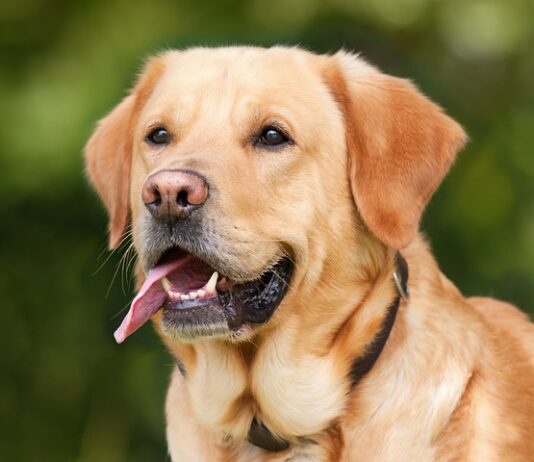 Jakie wymiary budy dla labradora? Jakie wymiary budy dla labradora?