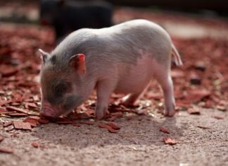 Która część świni jest lepsza?