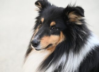 Jaka buda dla owczarka podhalańskiego?