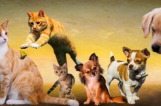 Dlaczego psy boją się wody?