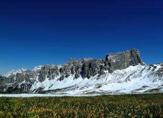 Jaki nawóz pod morele?