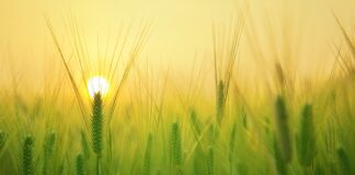 Kiedy jest zbiór moreli?