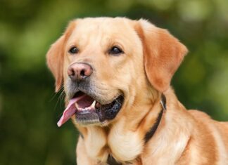 Czy labrador nadaje się do budy? Czy labrador nadaje się do budy?