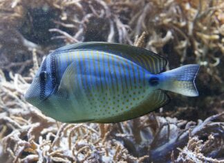 Na czym polega akwarystyka?