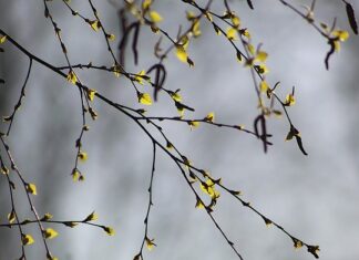 Czy brzoza przynosi szczęście?