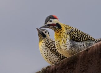 Dlaczego dzięcioł Rozkuwa budki lęgowe?