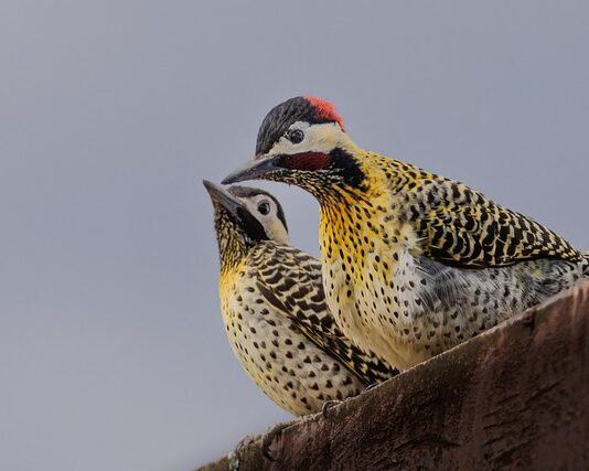 Dlaczego dzięcioł Rozkuwa budki lęgowe?