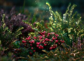 Czy żurawinę trzeba pasteryzować?