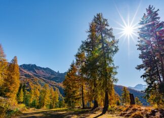 Jak zabarwić masę do tortu? Jak zabarwić masę do tortu?