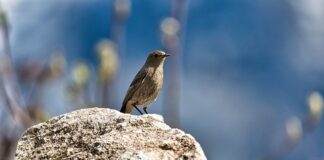 Czy biały nalot na serze to pleśń?