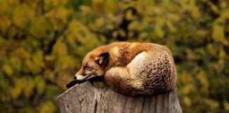 Jak wygląda czerwona jagoda?