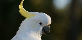 Jak zrobić skwarki z tofu?