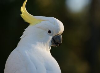 Jak zrobić skwarki z tofu?