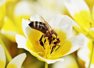 Czy do jajecznicy można dodać czosnek? Czy do jajecznicy można dodać czosnek?