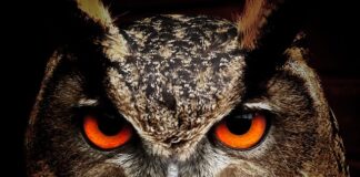 Kiedy sowa Pohukuje?