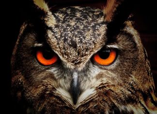 Kiedy sowa Pohukuje?