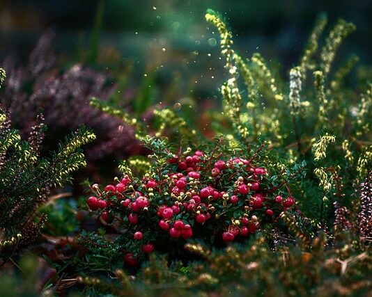 Co lepsze rodzynki czy żurawina?