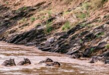 Czy w Kenii są baobaby?