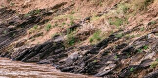 Czy w Kenii są baobaby?