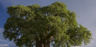 Jak Staś nazwał baobab?