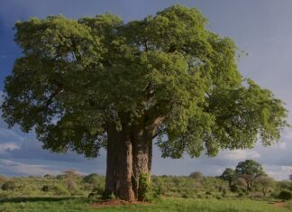 Jak Staś nazwał baobab?