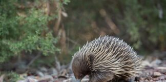 Co lepsze kolczatka czy szelki?