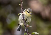 Czy sikorki wracają do tego samego gniazda? Czy sikorki wracają do tego samego gniazda?